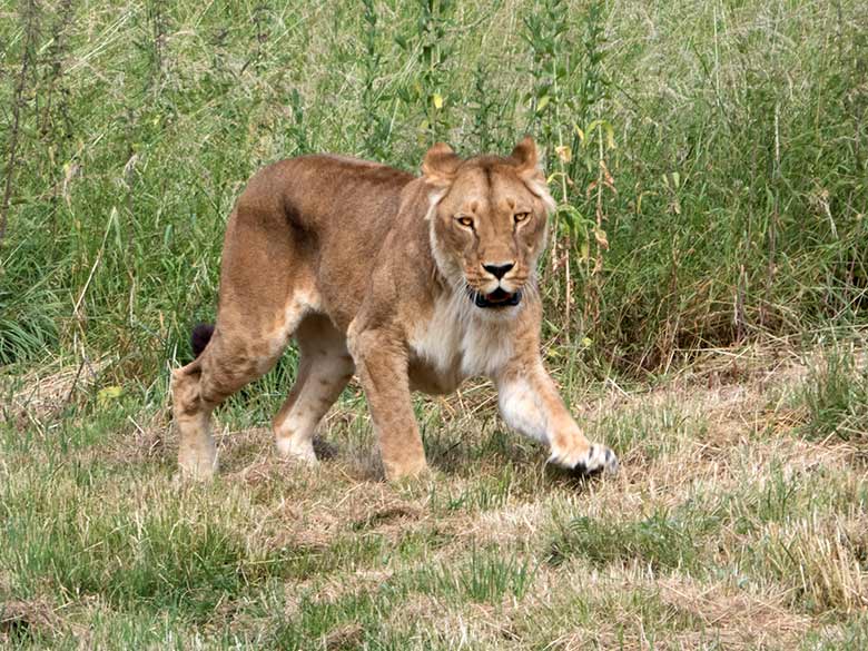 Afrikanische Löwen-Katze MALAIKA am 25. Juni 2019 auf der Löwen-Savanne im Zoologischen Garten Wuppertal