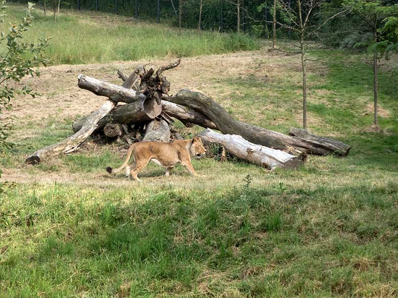 Afrikanische Löwen-Katze MALAIKA am 25. Juni 2019 auf der Löwen-Savanne im Grünen Zoo Wuppertal