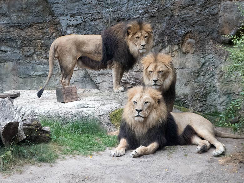 Afrikanische Löwen TAMO (hinten), MASSINO und SHAWANO (vorn) am 20. Juli 2019 im kleinen Außengehege am Löwen-Haus im Grünen Zoo Wuppertal