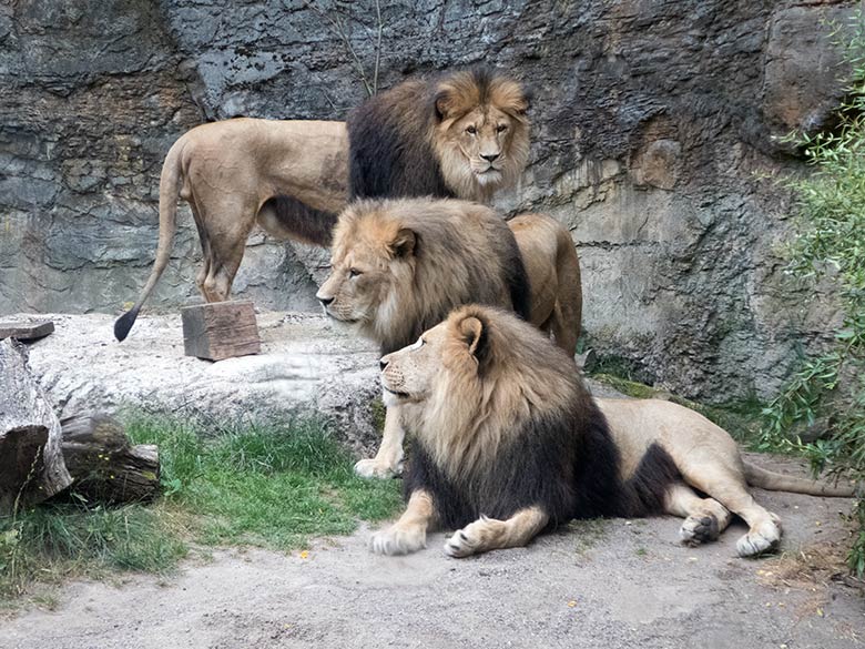 Afrikanische Löwen TAMO (hinten), MASSINO und SHAWANO (vorn) am 20. Juli 2019 im kleinen Außengehege am Löwen-Haus im Zoologischen Garten Wuppertal