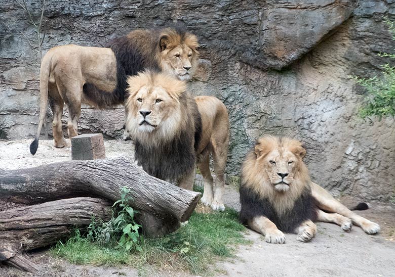 Afrikanische Löwen TAMO (hinten), MASSINO und SHAWANO (rechts) am 20. Juli 2019 im kleinen Außengehege am Löwen-Haus im Wuppertaler Zoo