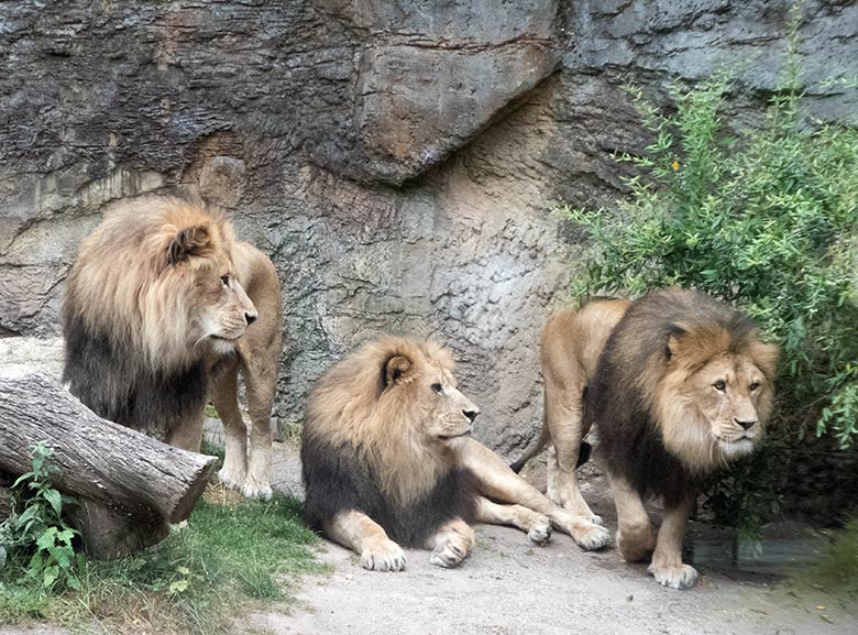 Afrikanische Löwen MASSINO, SHAWANO und TAMO am 20. Juli 2019 im kleinen Außengehege am Löwen-Haus im Zoo Wuppertal