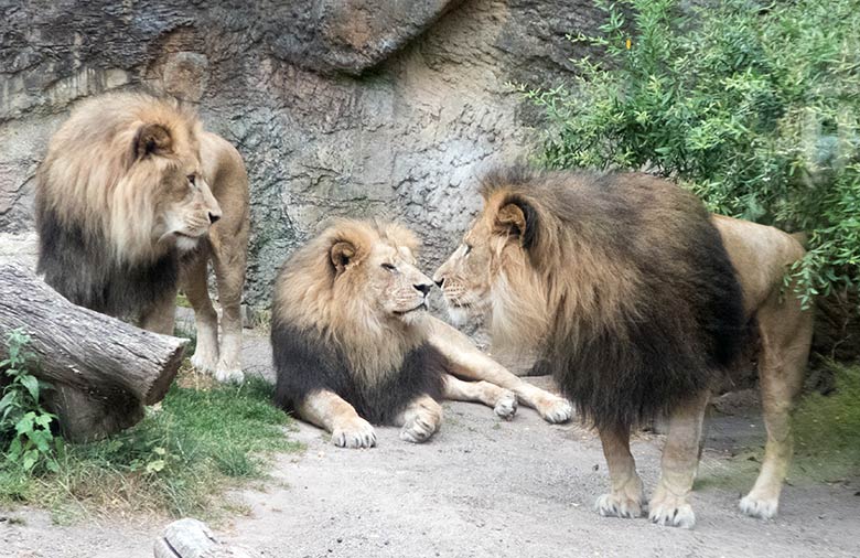 Afrikanische Löwen MASSINO, SHAWANO und TAMO am 20. Juli 2019 im kleinen Außengehege am Löwen-Haus im Grünen Zoo Wuppertal