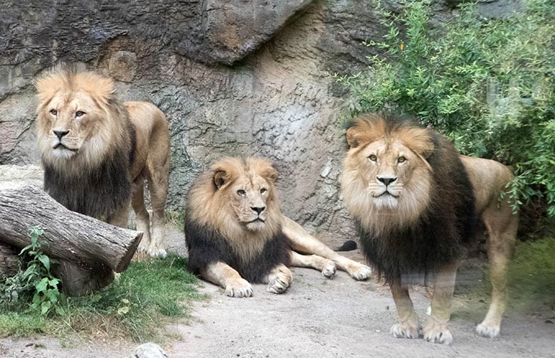 Afrikanische Löwen MASSINO, SHAWANO und TAMO am 20. Juli 2019 im kleinen Außengehege am Löwen-Haus im Zoologischen Garten der Stadt Wuppertal