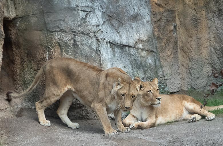 Afrikanische Löwenkatzen MALAIKA und MAISHA am 21. August 2019 auf der Mini-Außenanlage am Löwenhaus im Zoologischen Garten Wuppertal