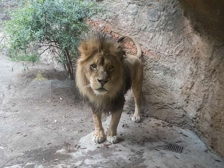 Afrikanischer Löwenkater SHAWANO am 21. August 2019 auf der Mini-Außenanlage am Löwenhaus im Zoologischen Garten der Stadt Wuppertal