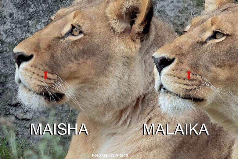 Unterschiedlicher Verlauf der oberen Punkt-Linien bei den Afrikanischen Löwinnen MAISHA und MALAIKA am 24. September 2019 auf der Außenanlage im Zoo Wuppertal (Foto Gerrit Nitsch)