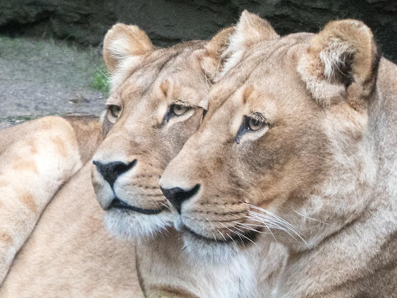 Löwen-Katzen MALAIKA und MAISHA am 22. Oktober 2019 auf dem kleinen Außengehege im Löwen-Haus im Grünen Zoo Wuppertal