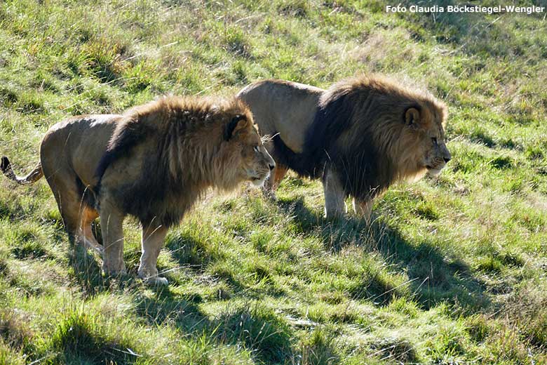 Afrikanische Löwen-Kater MASSINO und SHAWANO am 31. Oktober 2019 auf der Löwen-Savanne im Wuppertaler Zoo (Foto Claudia Böckstiegel-Wengler)