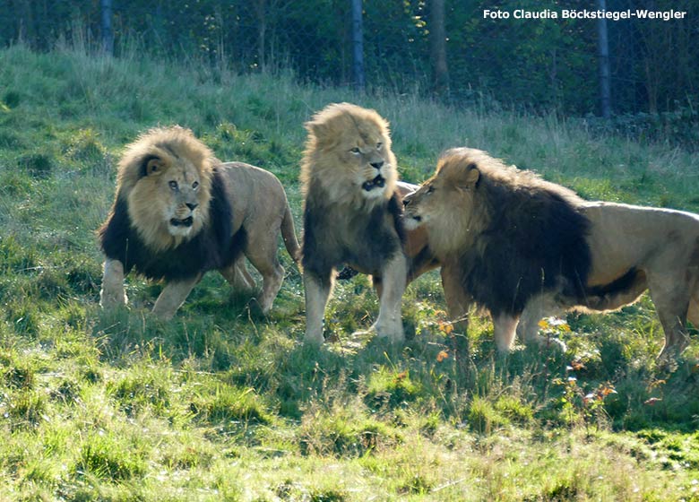 Afrikanische Löwen-Kater TAMO, MASSINO und SHAWANO am 31. Oktober 2019 auf der Löwen-Savanne im Grünen Zoo Wuppertal (Foto Claudia Böckstiegel-Wengler)