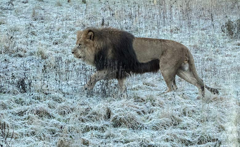 Afrikanischer Löwen-Kater SHAWANO am 1. Januar 2020 auf der mit Raureif überzogenen Löwen-Savanne im Grünen Zoo Wuppertal