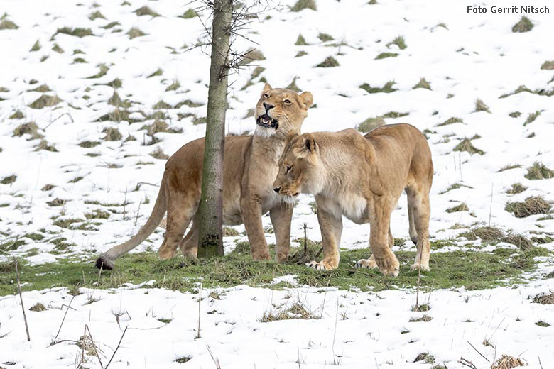 Afrkanische Löwen-Weibchen MAISHA und MALAIKA am 28. Februar 2020 auf der Löwen-Savanne im Zoo Wuppertal (Foto Gerrit Nitsch)