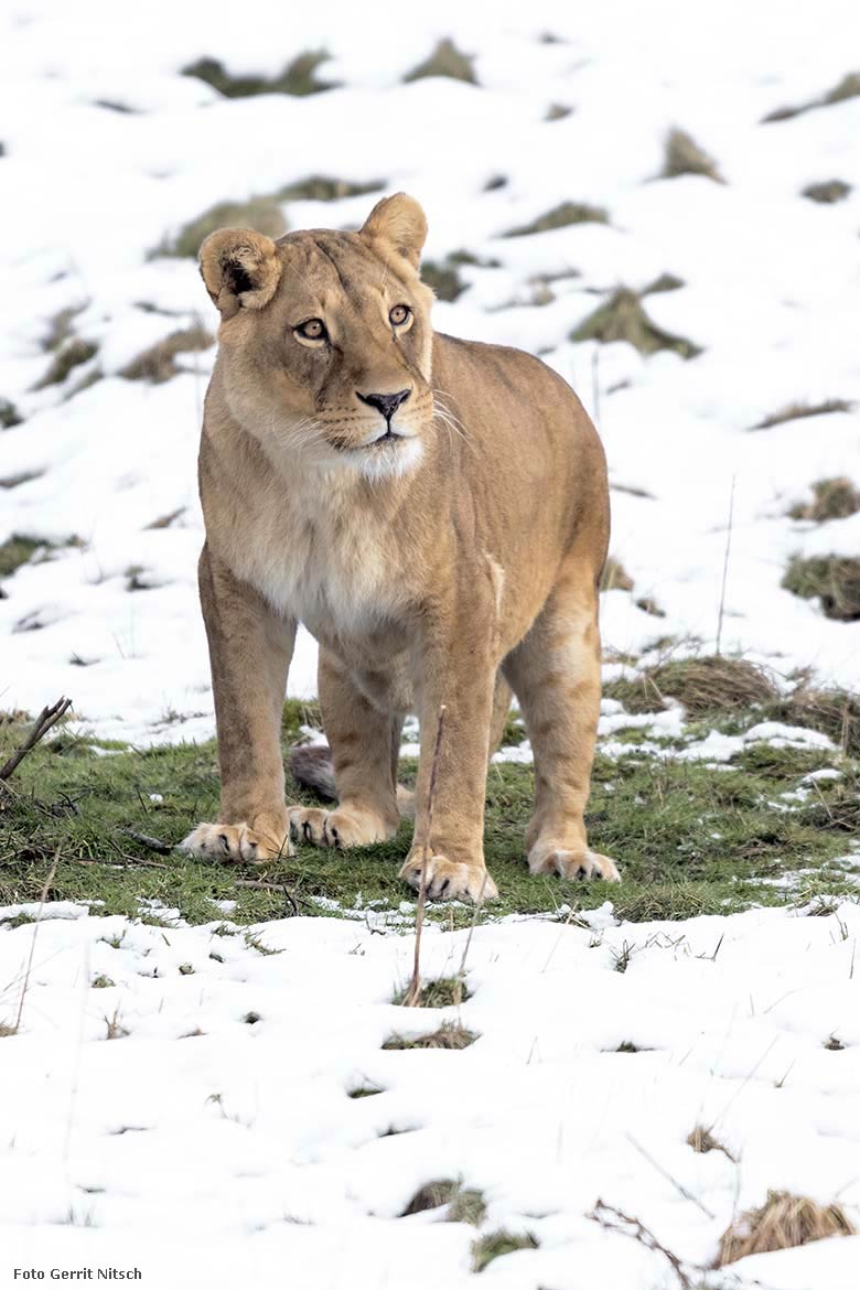 Afrkanisches Löwen-Weibchen MAISHA am 28. Februar 2020 auf der Löwen-Savanne im Wuppertaler Zoo (Foto Gerrit Nitsch)