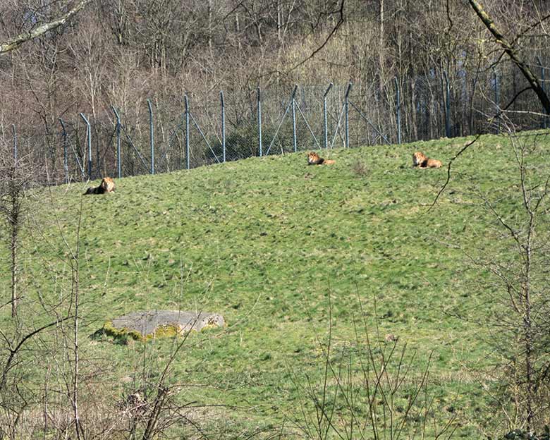 Blick am 22. März 2020 von der Sambatrasse auf drei Afrikanische Löwen-Kater auf der Löwensavanne des Grünen Zoo Wuppertal