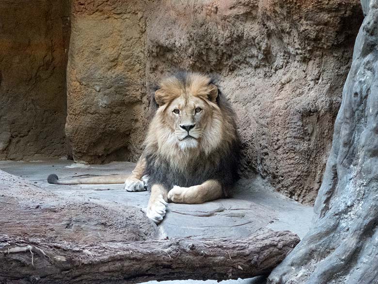 Afrikanischer Löwen-Kater TAMO am 14. Mai 2020 im Löwen-Haus im Zoologischen Garten Wuppertal