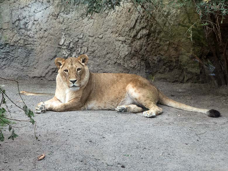 Afrikanische Löwen-Katze MAISHA am 14. Mai 2020 auf der kleinen Außenanlage am Löwen-Haus im Zoo Wuppertal