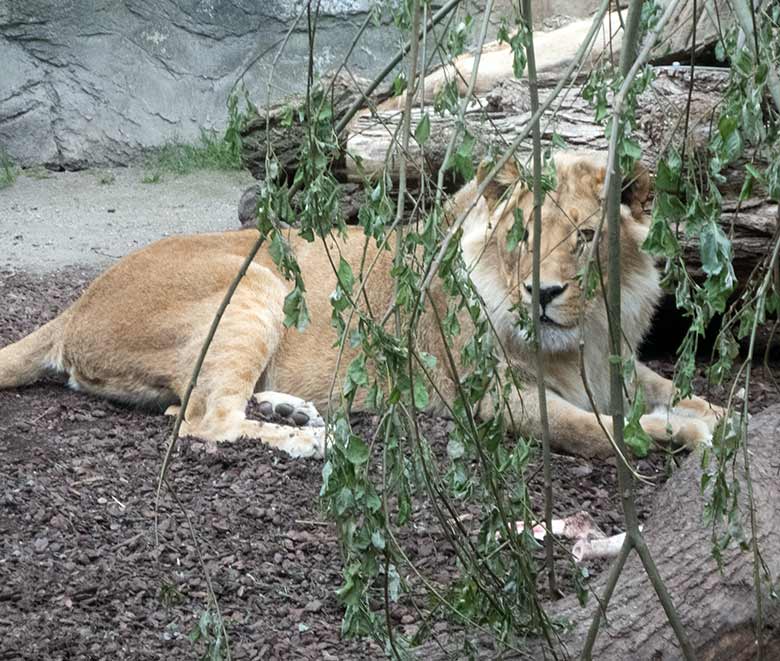 Afrikanische Löwen-Katze MALAIKA am 14. Mai 2020 auf der kleinen Außenanlage am Löwen-Haus im Wuppertaler Zoo