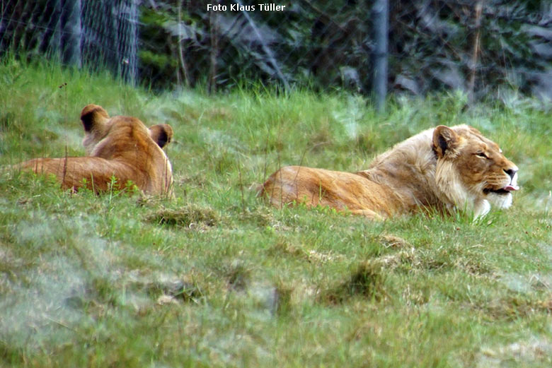 Afrikanische Löwen-Katzen MAISHA und MALAIKA am 20. Mai 2020 auf der Löwen-Savanne im Zoologischen Garten der Stadt Wuppertal (Foto Klaus Tüller)