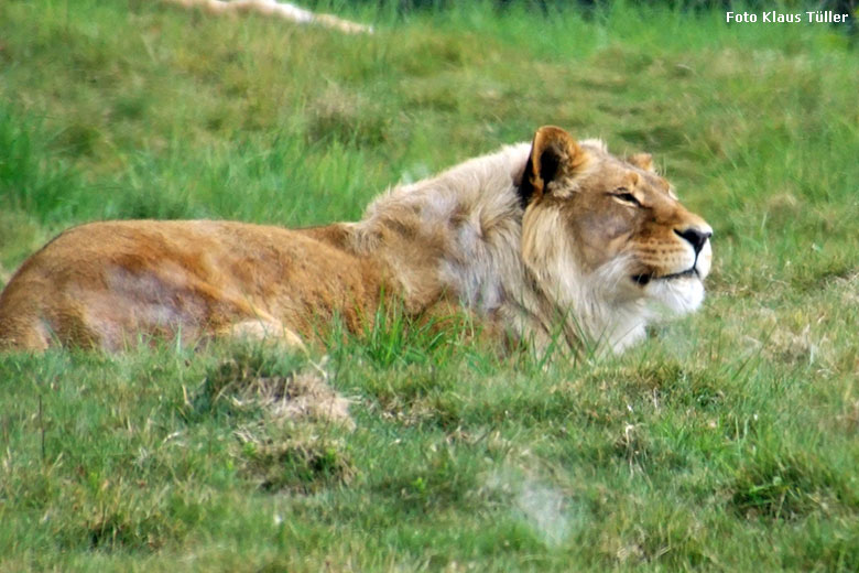 Afrikanische Löwen-Katze MALAIKA am 20. Mai 2020 auf der Löwen-Savanne im Zoo Wuppertal (Foto Klaus Tüller)