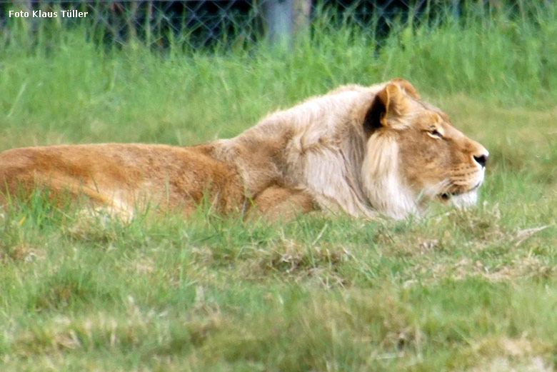 Afrikanische Löwen-Katze MALAIKA am 20. Mai 2020 auf der Löwen-Savanne im Grünen Zoo Wuppertal (Foto Klaus Tüller)
