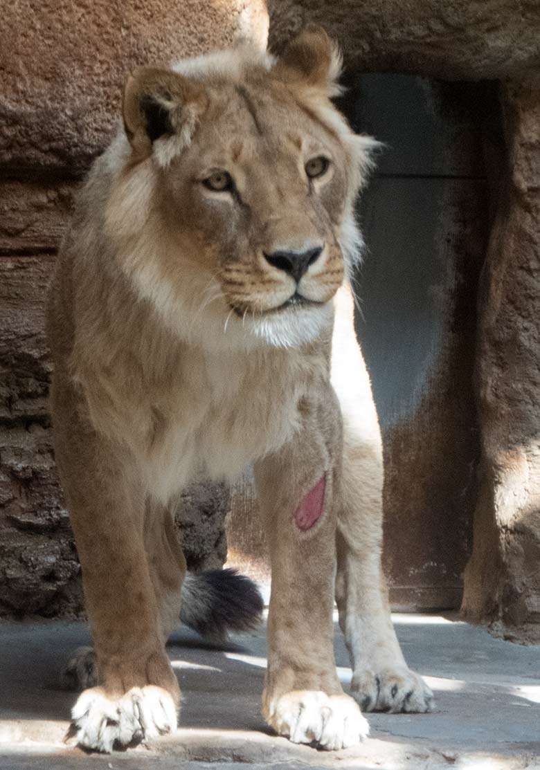 Afrikanische Löwen-Katze MALAIKA am 21. Mai 2020 im Innen-Schaugehege im Löwen-Haus im Grünen Zoo Wuppertal