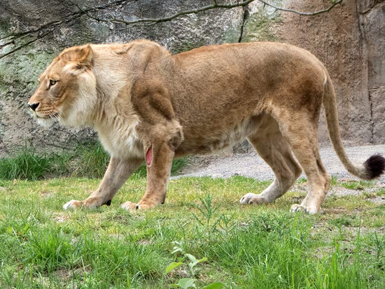 Verletzte Afrikanische Löwen-Katze MALAIKA am 22. Mai 2020 auf der Löwen-Savanne im Grünen Zoo Wuppertal