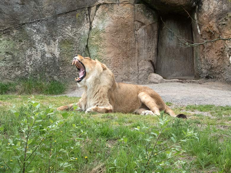 Verletzte Afrikanische Löwen-Katze MALAIKA am 22. Mai 2020 auf der Löwen-Savanne im Zoologischen Garten Wuppertal