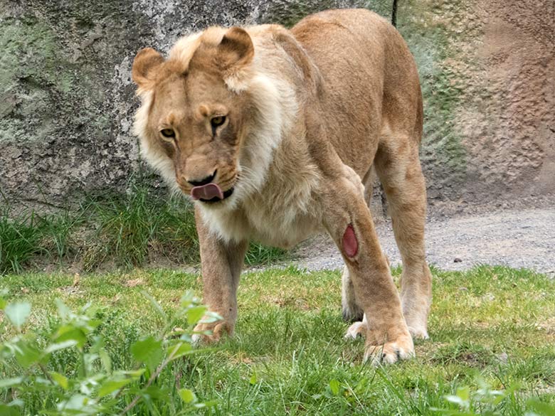 Verletzte Afrikanische Löwen-Katze MALAIKA am 22. Mai 2020 auf der Löwen-Savanne im Wuppertaler Zoo