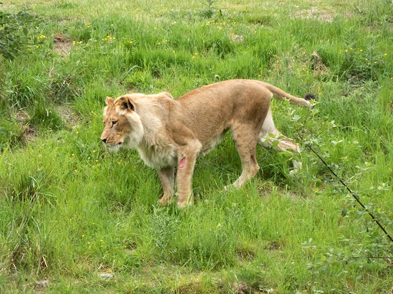 Verletzte Afrikanische Löwen-Katze MALAIKA am 22. Mai 2020 auf der Löwen-Savanne im Zoologischen Garten der Stadt Wuppertal