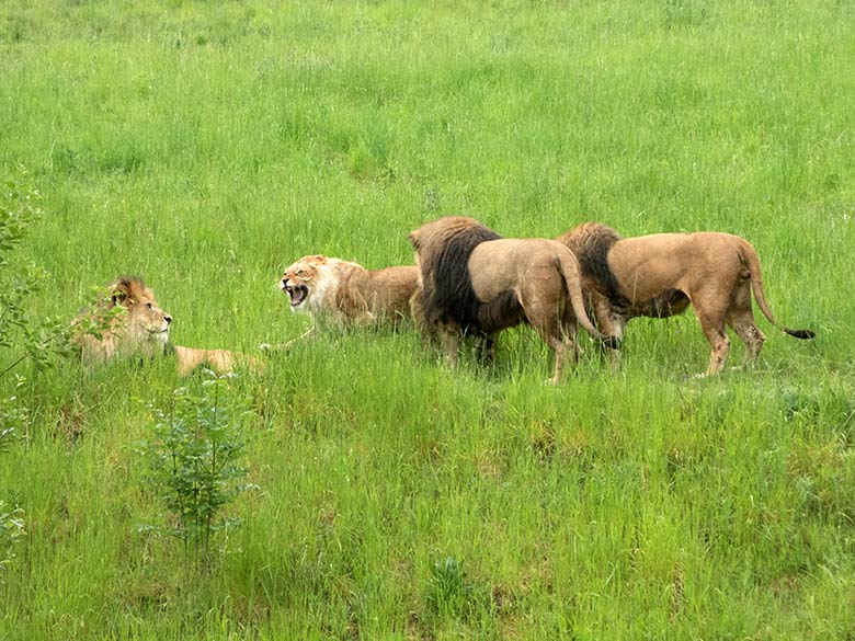 Verletzte Afrikanische Löwen-Katze MALAIKA und drei Löwen-Kater am 22. Mai 2020 auf der Löwen-Savanne im Zoo Wuppertal