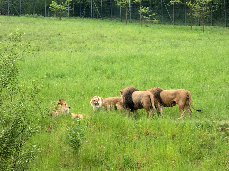 Verletzte Afrikanische Löwen-Katze MALAIKA und drei Löwen-Kater am 22. Mai 2020 auf der Löwen-Savanne im Wuppertaler Zoo
