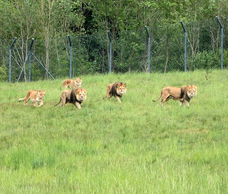 Die fünf Afrikanischen Löwen am 25. Mai 2020 auf der Löwen-Savanne im Grünen Zoo Wuppertal: Katzen MAISHA (links) und MALAIKA (hinten) mit den drei Katern SHAWANO (links), TAMO (Mitte) und MASSINO (rechts)