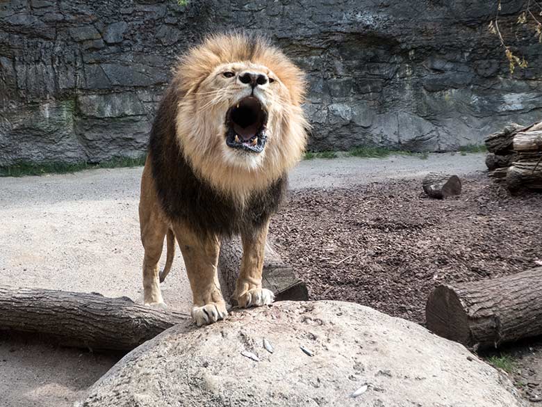 Brüllendes Afrikanisches Löwen-Männchen am 3. Juni 2020 auf der kleinen Außenanlage im Löwen-Haus im Grünen Zoo Wuppertal