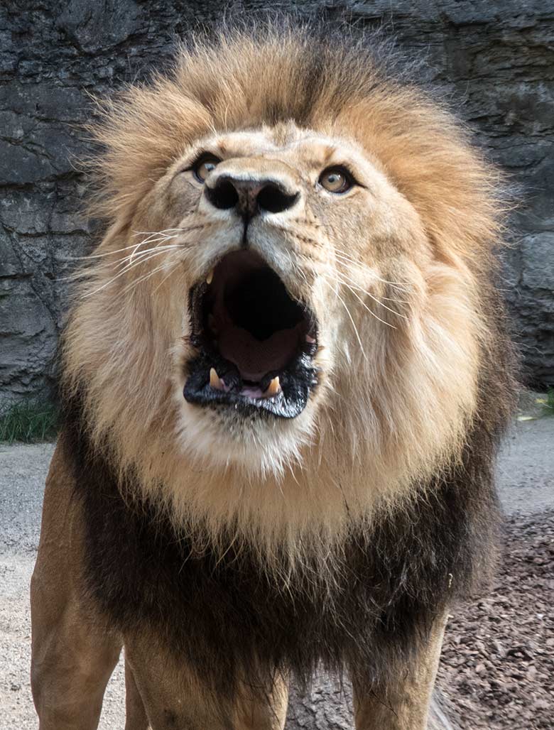 Brüllender Afrikanischer Löwen-Kater am 3. Juni 2020 auf der kleinen Außenanlage im Löwen-Haus im Zoo Wuppertal