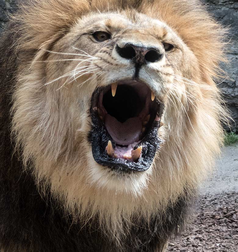 Brüllender männlicher Afrikanischer Löwe am 3. Juni 2020 auf der kleinen Außenanlage im Löwen-Haus im Zoologischen Garten Wuppertal