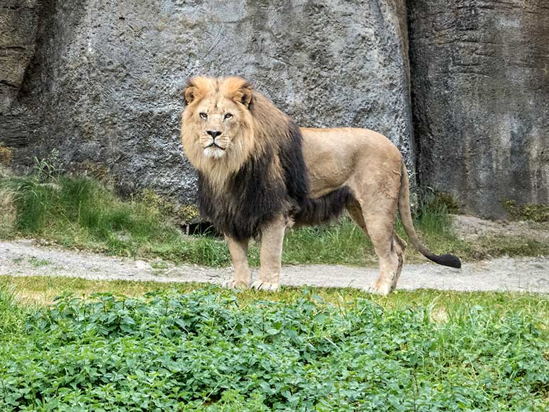 Afrikanisches Löwen-Männchen am 3. Juni 2020 auf der Außenanlage am Löwen-Haus im Grünen Zoo Wuppertal