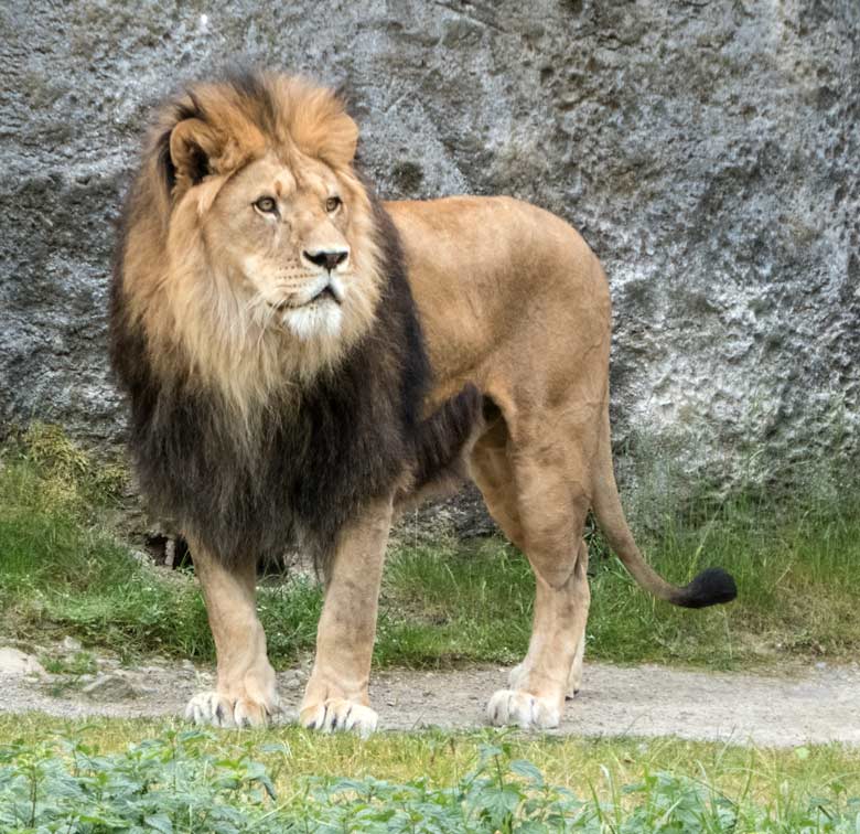 Afrikanischer Löwen-Kater am 3. Juni 2020 auf der Außenanlage am Löwen-Haus im Zoologischen Garten Wuppertal