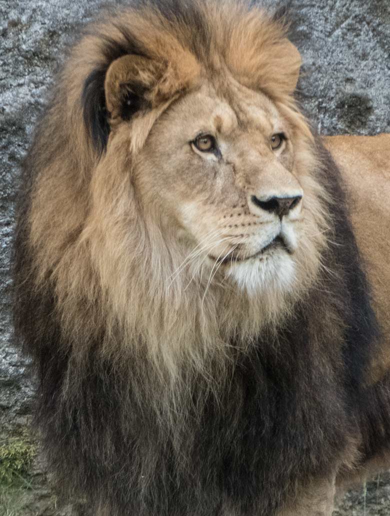 Männlicher Afrikanischer Löwe am 3. Juni 2020 auf der Außenanlage am Löwen-Haus im Wuppertaler Zoo