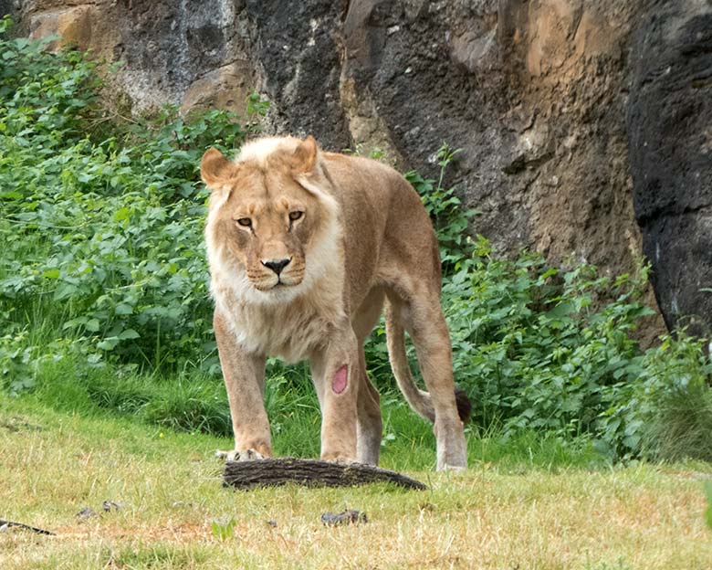 Afrikanische Löwin MALAIKA am 5. Juni 2020 auf der Außenanlage am Löwen-Haus im Grünen Zoo Wuppertal