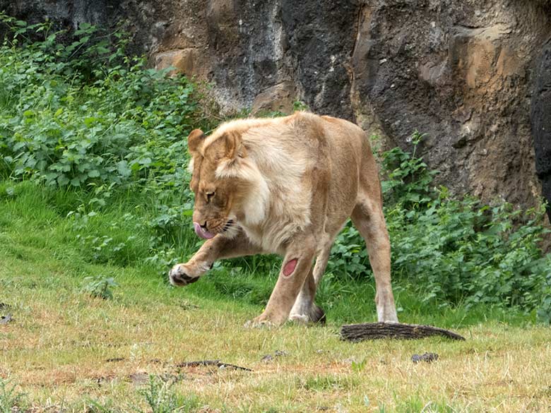 Afrikanische Löwin MALAIKA am 5. Juni 2020 auf der Außenanlage am Löwen-Haus im Zoo Wuppertal
