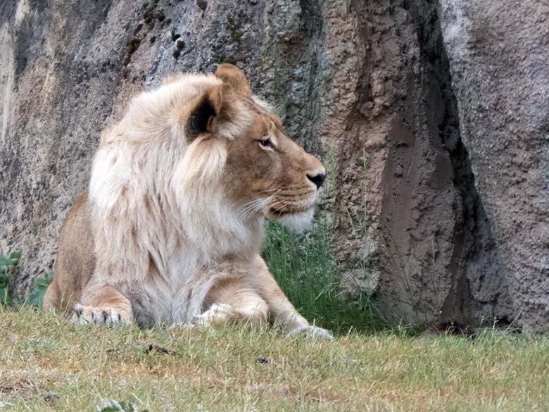 Afrikanische Löwin MALAIKA am 5. Juni 2020 auf der Außenanlage am Löwen-Haus im Wuppertaler Zoo