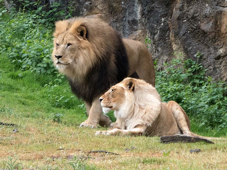 Afrikanische Löwen am 5. Juni 2020 auf der Außenanlage am Löwen-Haus im Zoologischen Garten der Stadt Wuppertal
