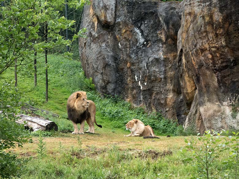 Afrikanische Löwen am 5. Juni 2020 auf der Außenanlage am Löwen-Haus im Zoo Wuppertal