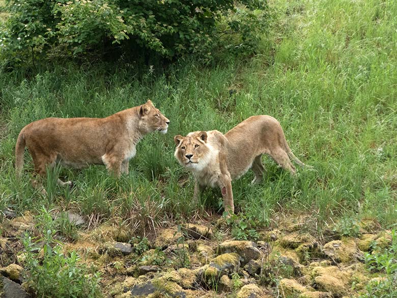 Afrikanische Löwinnen MAISHA und MALAIKA am 5. Juni 2020 auf der Außenanlage am Löwen-Haus im Grünen Zoo Wuppertal