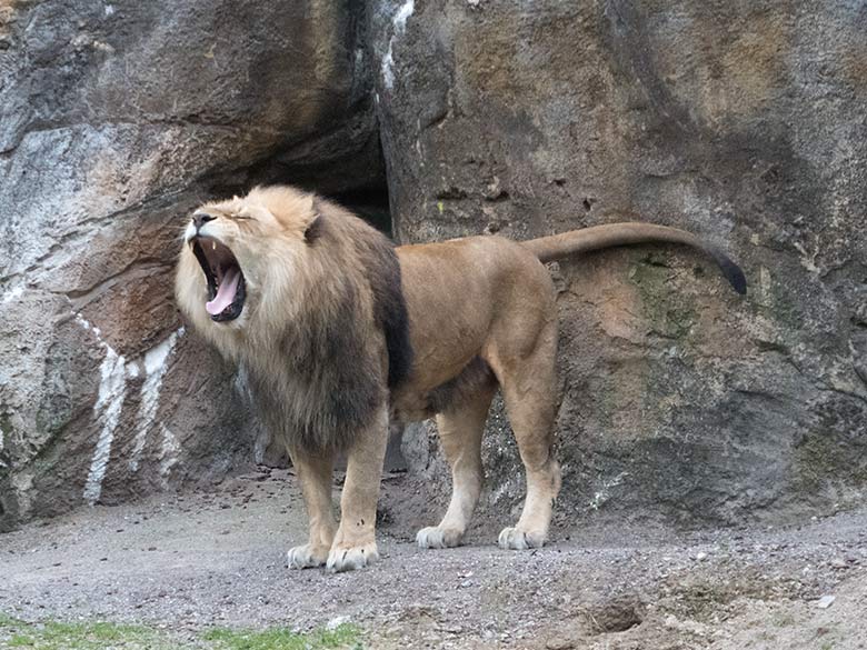Gähnender Afrikanischer Löwen-Kater MASSINO am 14. Juni 2020 auf der Außenanlage am Löwen-Haus im Zoologischen Garten der Stadt Wuppertal