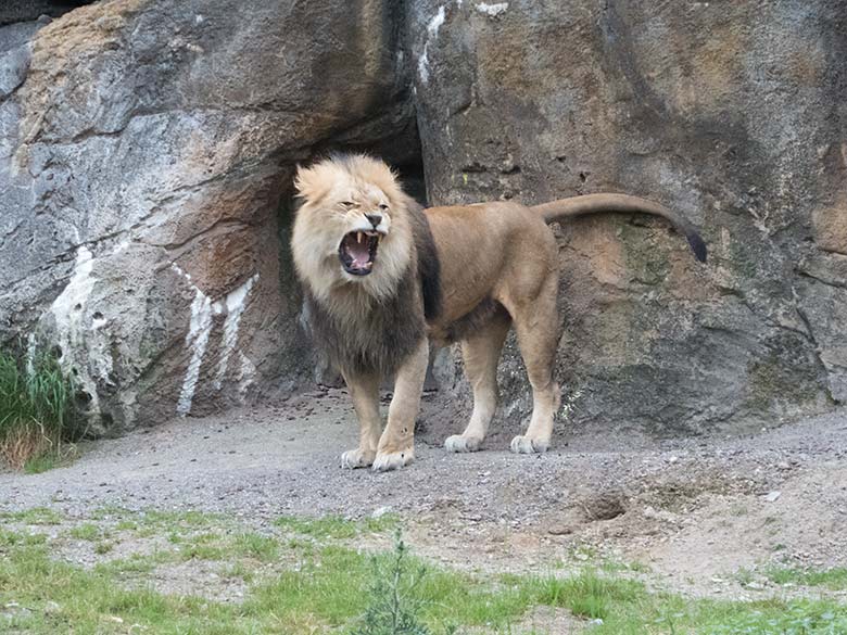 Gähnender Afrikanischer Löwen-Kater MASSINO am 14. Juni 2020 auf der Außenanlage am Löwen-Haus im Wuppertaler Zoo