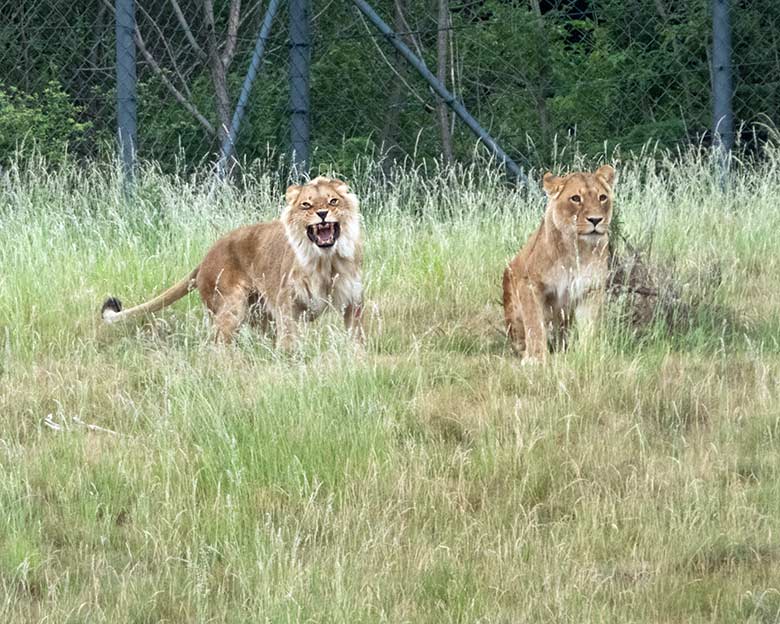 Gähnende Afrikanische Löwen-Katze MALAIKA mit Löwen-Katze MAISHA am 14. Juni 2020 auf der Löwen-Savanne im Zoo Wuppertal