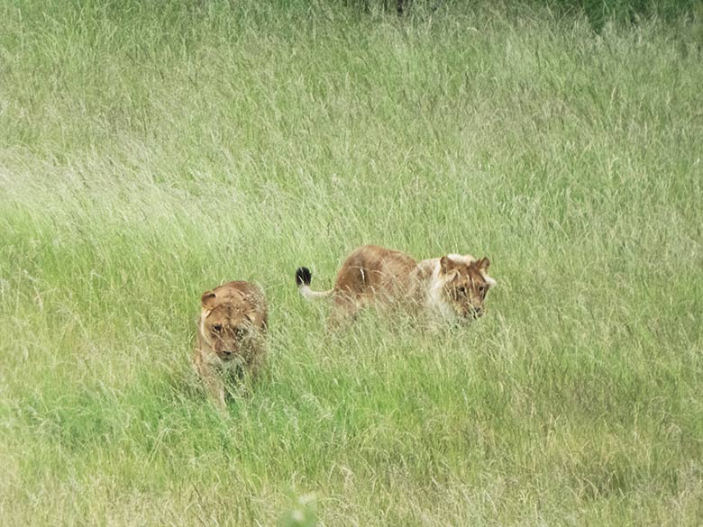 Afrikanische Löwen-Katzen MAISHA und MALAIKA auf dem Weg zum Löwen-Haus am 14. Juni 2020 im hohen Gras auf der Löwen-Savanne im Grünen Zoo Wuppertal