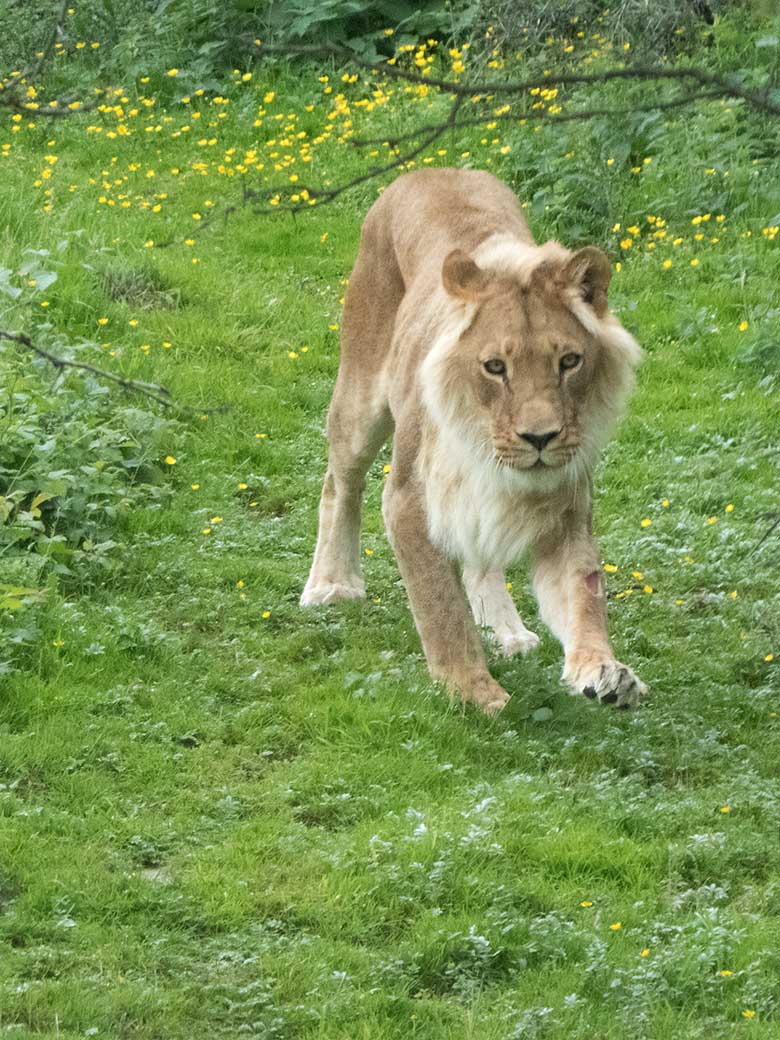 Afrikanische Löwen-Katze MALAIKA auf dem Weg zum Löwen-Haus am 14. Juni 2020 auf der Löwen-Savanne im Zoologischen Garten Wuppertal