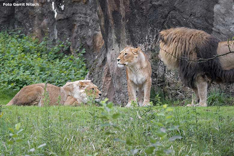 Afrikanische Löwen am 22. Juni 2020 auf der Außenanlage im Grünen Zoo Wuppertal (Foto Gerrit Nitsch)